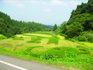 栃尾一之貝田んぼアート _色の異なる米で植えています。毎年都市圏の大学生が稲植え、稲刈りに来ます。 (1)