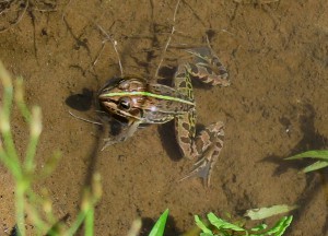 トノサマガエル