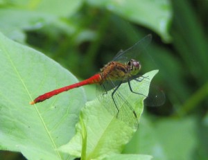 アキアカネ